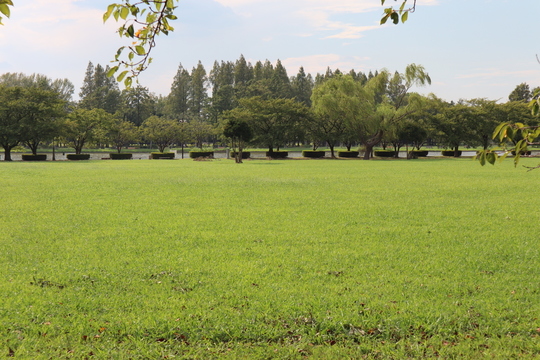 散策におすすめ 小松川千本桜公園 東京の手ぶらでバーベキュー 機材のレンタルなら ステラバーベキュー